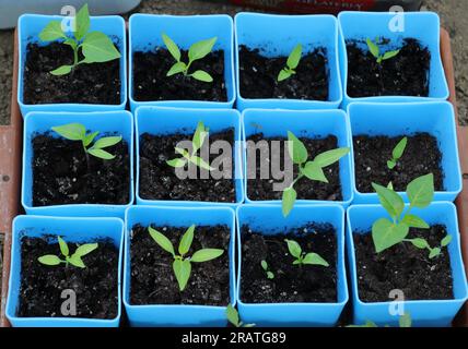 Plastic pots are used to grow seedlings of vegetables and flowers Stock Photo