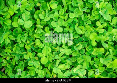 Lush green pattern of clover leaves Stock Photo
