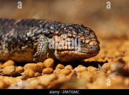 Tiliqua rugosa known as Shingleback skink or Bobtail lizard or Sleepy or Pinecone lizard, short tailed slow species of Blue-tongued skink endemic to A Stock Photo