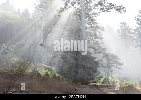 WA24537-00....WASHINGTON -Sunlight streaming through a tree in a costal forest of Olympic National Park. Stock Photo