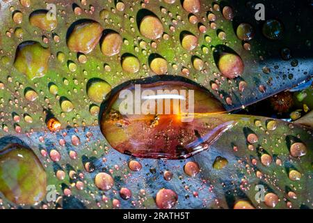 water drops on a lily leaf Stock Photo