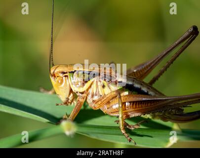 Roeseliana roeseli grasshopper on a leaf Stock Photo