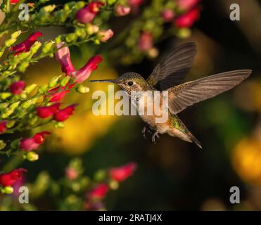 Front side of a female Broad-tailed Hummingbird with wings outstretched hovering by the flowering red buds of the Scrophularia macrantha plant. Stock Photo