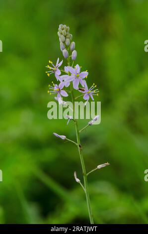 Wild Hyacinth, Camassia scilloides Stock Photo