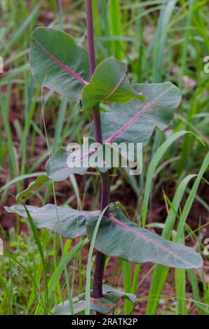 Clasping Milkweed, Asclepias amplexicaulis Stock Photo
