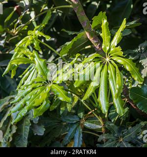 Plerandra leaves as a textured backdrop. Pattern. Stock Photo