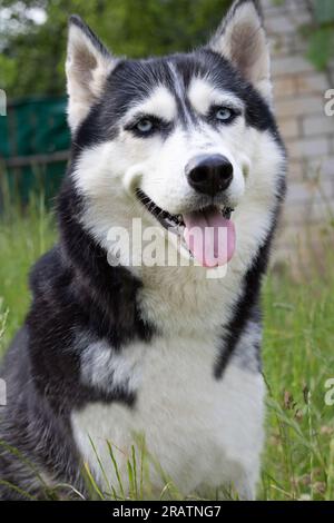 photo Siberian Husky with outstretched tongue smiling and looking at the camera, close-up Stock Photo