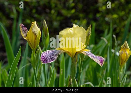Hungarian Iris, Iris variegata / Bunte Schwertlilie, Iris variegata Stock Photo