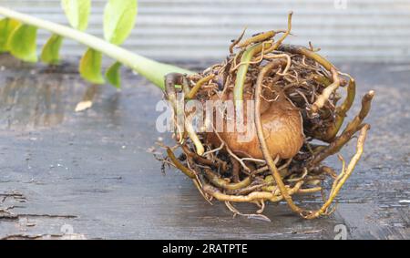 A zamiocculcas potato with roots on wooden background close up. Stock Photo