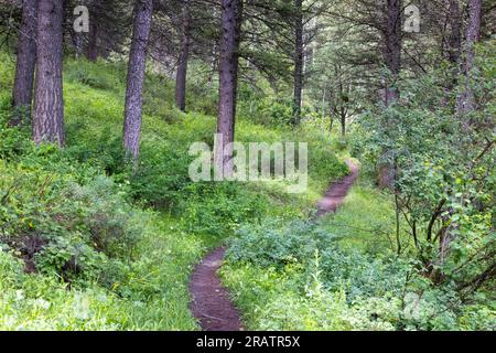 The KC Trail winding through mature woods along the base of Snow King Mountain. Bridger-Teton National Forest, Wyoming Stock Photo