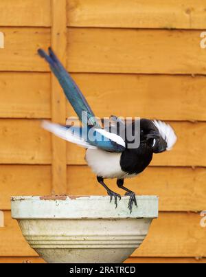 Magpie landing on old garden pot showing movement in wings with fence in background Stock Photo