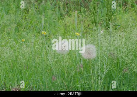 Yellow Salsify, Tragopogon dubius, with fruiting head Stock Photo