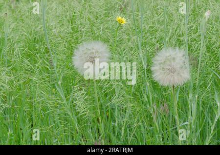 Yellow Salsify, Tragopogon dubius, with fruiting head Stock Photo