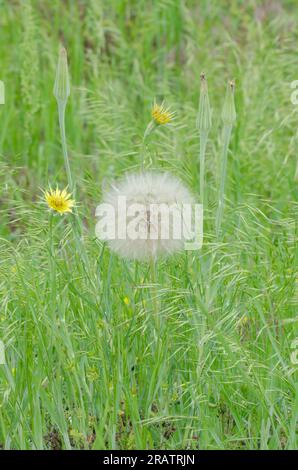 Yellow Salsify, Tragopogon dubius, with fruiting head Stock Photo
