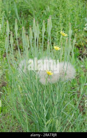 Yellow Salsify, Tragopogon dubius, with fruiting head Stock Photo