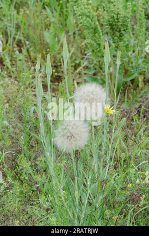 Yellow Salsify, Tragopogon dubius, with fruiting head Stock Photo