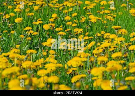 Flowering dandelion,Taraxacum, in spring Stock Photo