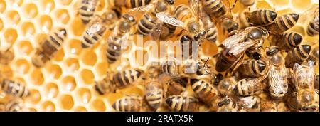 In the Heart of the Colony: A Glimpse of the Bee's Noble Matron Stock Photo
