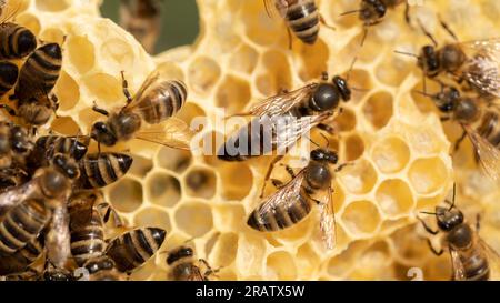 Beehive's Monarch: Portrait of the Majestic Queen Bee Stock Photo