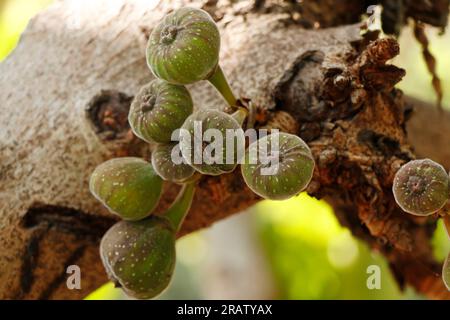 bunches of fresh organic fig fruits in a tree, is an edible fruit of Ficus carica Stock Photo