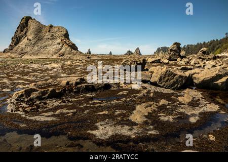 WA23466-00...WASHINGTON - Low tide reveals tide pools teaming with life on a table land with sea stacks north of the Hole-in-the-Wall; Olympic Nationa Stock Photo