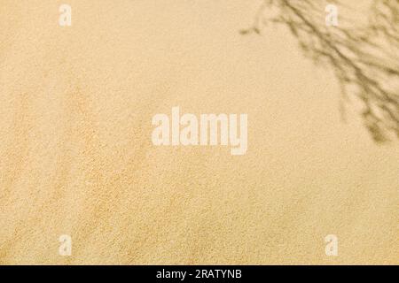 Abstract sand texture as background. The shadow of a plant branch with leaves on the sand. Defocused blurred backdrop. Stock Photo
