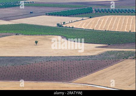 Panoramic view of large extensions of vineyards, cereals, olive trees, fruit trees, in Toledo (Spain) Stock Photo