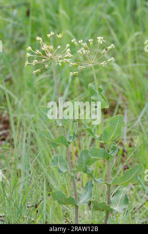 Clasping Milkweed, Asclepias amplexicaulis Stock Photo