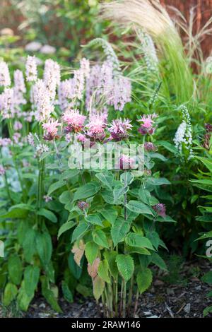 Pink perennial flowers in the natural bee friendly garden Stachys monieri Pink Cotton Candy and Monarda Bee Balm Stock Photo