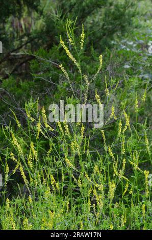 Yellow Sweet Clover, Melilotus officinalis Stock Photo