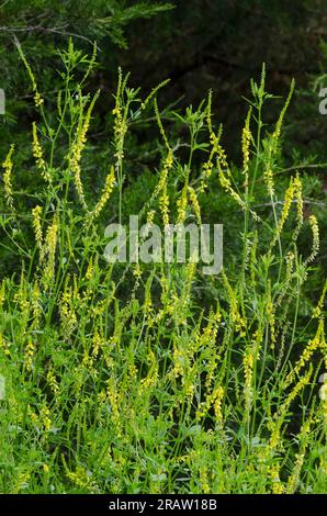 Yellow Sweet Clover, Melilotus officinalis Stock Photo