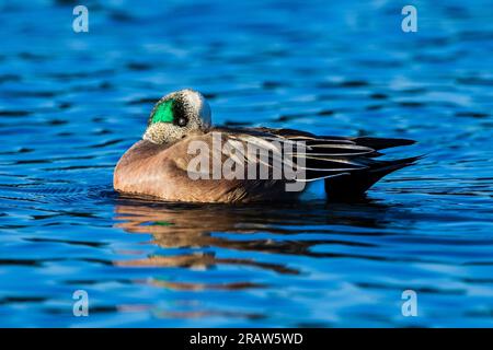 Image of an American Wigeon male duck. Stock Photo