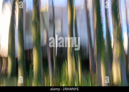 Intentionally blurred photo abstract of multiple cypress trees in a bed of irises in a residential setting Stock Photo