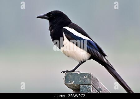 A side view of an adult Magpie bird 'Pica pica', perched on a railing in rural Alberta Canada. Stock Photo