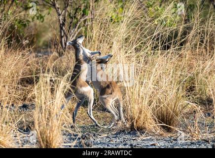 Agile wallabies fighting near a lagoon in far north Queensland,Australia. Stock Photo