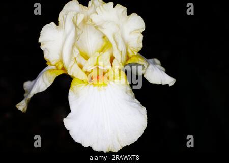 Close up of a Tall Iris Flower called May Debut isolated on Black Stock Photo