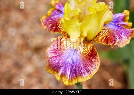 Close up of a Tall Purple and Yellow Iris Flower with Shallow depth of Field Stock Photo