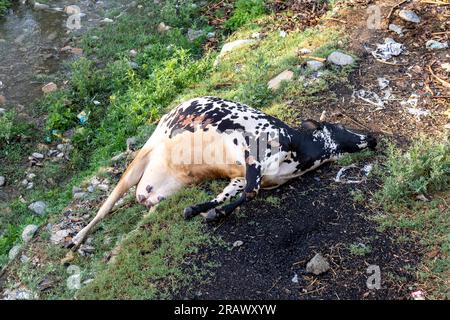 Black and white dead cow laying on the ground closeup Stock Photo