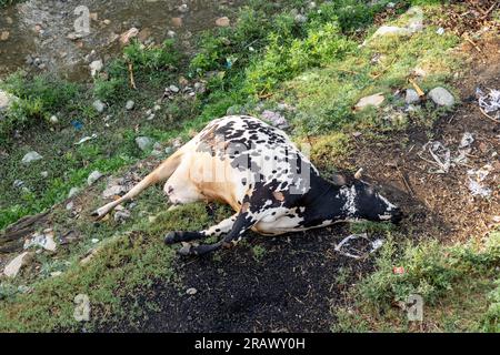 A dead cow laying on the riverbank. Top view Stock Photo