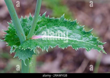 Spiny Sowthistle, Sonchus asper, leaf Stock Photo