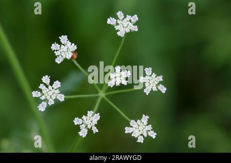 Spreading hedgeparsley, Torilis arvensis Stock Photo