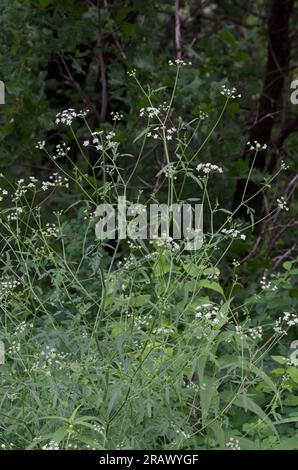 Spreading hedgeparsley, Torilis arvensis Stock Photo