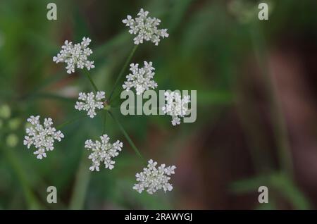 Spreading hedgeparsley, Torilis arvensis Stock Photo