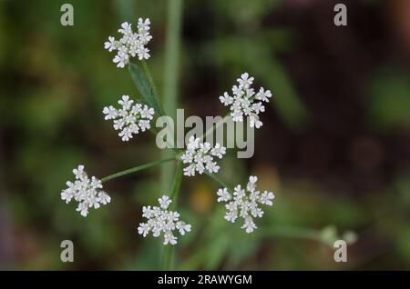 Spreading hedgeparsley, Torilis arvensis Stock Photo