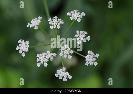 Spreading hedgeparsley, Torilis arvensis Stock Photo