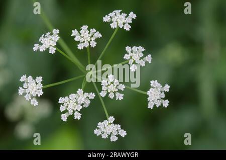 Spreading hedgeparsley, Torilis arvensis Stock Photo