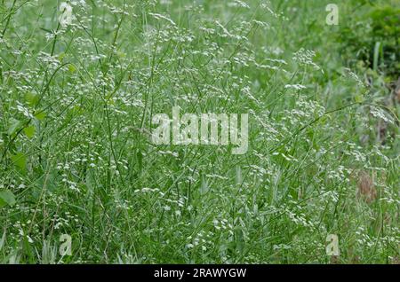 Spreading hedgeparsley, Torilis arvensis Stock Photo