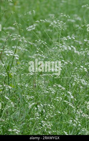 Spreading hedgeparsley, Torilis arvensis Stock Photo