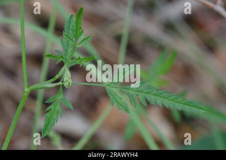 Spreading hedgeparsley, Torilis arvensis, leaf Stock Photo