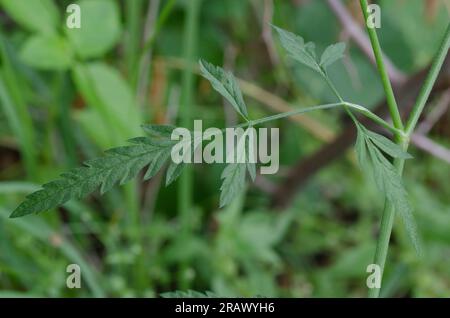 Spreading hedgeparsley, Torilis arvensis, leaf Stock Photo